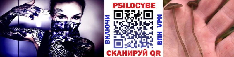 Купить закладки  Балахна  Псилоцибиновые грибы мицелий 